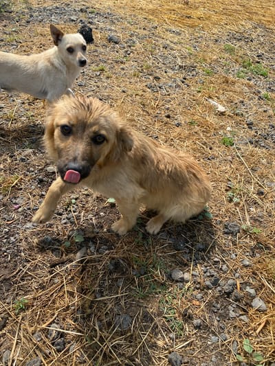 Two dogs are in an outdoor area covered with dry grass, dirt, and rocks. In the foreground, a tan dog with a wet coat is looking directly at the camera with its tongue sticking out. Its front left paw is raised. Behind it and to the left, a smaller, lighter-colored dog with pointed ears is also looking towards the camera. The background consists of more dry grass and sparse green vegetation. The environment appears to be unpaved and somewhat rough terrain, characteristic of a rural or undeveloped area.