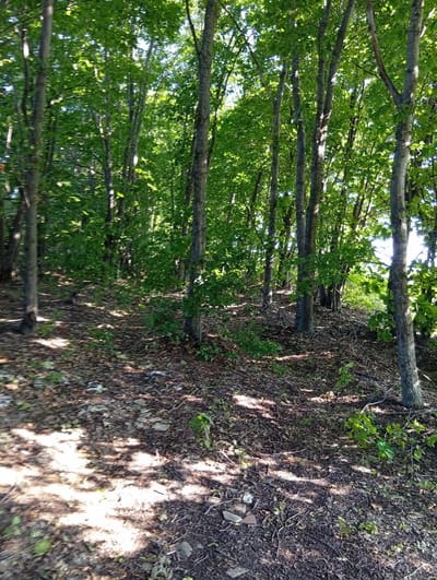 This is a medium shot, outdoor, full-color photograph of a sun-dappled forest floor. The scene is dominated by a dense stand of deciduous trees, their trunks varying in thickness and color from light gray to dark brown. The canopy overhead is lush and green, allowing shafts of sunlight to penetrate and cast dappled patterns on the ground. The forest floor is covered in a thick layer of fallen leaves, twigs, and small stones, with scattered patches of green undergrowth. The overall impression is one of a natural, undeveloped woodland. The lighting suggests it is daytime, possibly late morning or early afternoon, given the bright sunlight and strong shadows. The image evokes a sense of tranquility and the natural beauty of a forest setting. There is no visible text in the image.