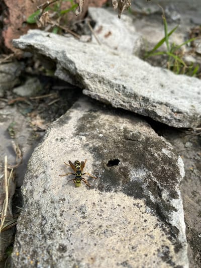 A close-up, overhead shot captures a wasp with black and yellow stripes on its abdomen, perched on a light gray, textured rock. The wasp is facing left, and appears to be holding a small, green object in its mandibles. The rock surface is rough and uneven, with patches of darker grey and black lichen or dirt. To the left of this rock, a larger, lighter gray broken piece of concrete or stone juts into the frame, with a dark crevice visible between it and the rock the wasp is on. In the background, out of focus, are dry brown leaves, dirt, and a few blades of green grass, suggesting an outdoor, natural, or possibly neglected urban environment. The lighting suggests it is daytime, and the overall scene is neutral in terms of emotion. No text is visible in the image. The location context is Маринопіль, Ukraine.
