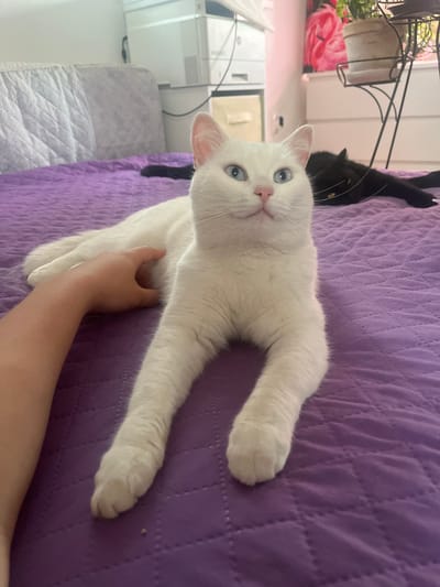 A white cat with bright blue eyes is lying on a purple quilted bedspread, with a human hand gently petting its fur. In the background, a black cat is sleeping on the same bedspread, partially obscured. Furniture, including a white dresser and a plant in a pot, are visible in the background. The scene appears to be indoors, possibly in a bedroom.