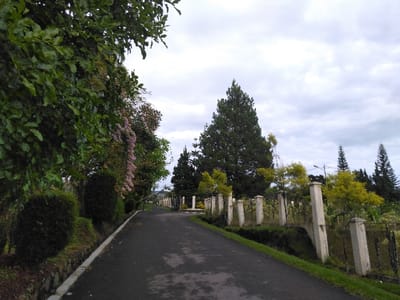 The image displays a paved road scene in Hafjell, Norway, under a heavily overcast sky. The dark grey asphalt road occupies the lower-center, curving slightly to the left and receding into the distance. A white concrete curb delineates the left edge of the pavement. To the immediate left of the curb, a sloped embankment is covered in green grass and low-lying vegetation. Further left, a dense mass of deciduous trees and shrubs forms a verdant wall, with a prominent, large-leafed tree canopy dominating the upper left quadrant. Patches of pinkish-purple flowering foliage are visible within the green mass.

On the right side of the road, a barrier fence runs parallel to the path. This fence is composed of regularly spaced, light-colored, square-sectioned pillars supporting dark, possibly wrought-iron, fence panels. Beyond this fence, the terrain rises, populated by various trees and shrubs. A tall, dark green conifer tree stands prominently in the mid-right, flanked by smaller trees featuring lighter green or yellowish foliage. Additional conifer trees with distinct conical shapes are visible further in the background against the cloudy horizon. A street light pole, equipped with a luminaire, is discernible above the right-side vegetation. The sky is entirely covered by grey and white clouds. No individuals or animate subjects are present in the scene, nor are any actions or interactions depicted.