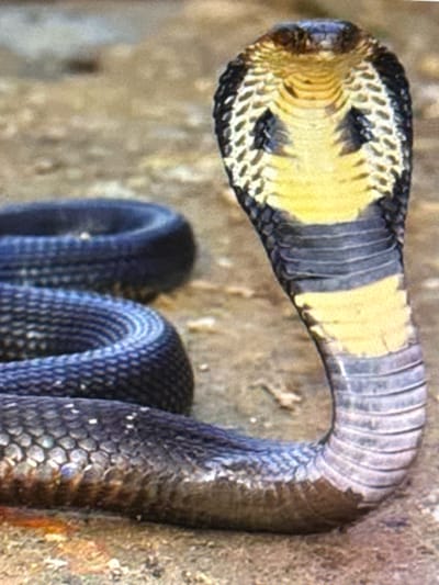 A close-up, head-on shot shows a cobra coiled on sandy ground in Babahjurong, Indonesia. The snake's head is raised, with its distinctive hood flared, revealing a yellow throat marked with dark patterns resembling eyes. The snake's scales are visible, with a dark, iridescent sheen on its body, contrasted by the lighter yellow and black markings on its head and neck. The ground is a muted brown and tan, suggesting a dry, natural environment. The lighting is even, with no harsh shadows, indicating it could be daylight, possibly overcast. No people or other animals are present in the frame.