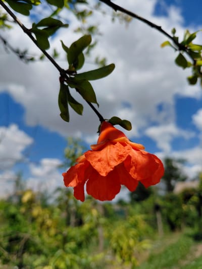 An upward-facing, low-angle shot captures a vibrant orange pomegranate flower hanging from a branch against a bright blue sky filled with white clouds. The flower's petals are ruffled and appear delicate, with subtle variations in color from deep orange to a lighter, almost yellow hue at its base. Green leaves sprout from the branch above the flower, also in sharp focus. The background is a blur of lush green foliage and trees, suggesting an outdoor setting, likely a garden or park. The lighting indicates it is daytime, with sunlight illuminating the flower and creating soft shadows. No people are present in the image. The image appears to be taken in Vasylivka, Ukraine, based on the provided context.
