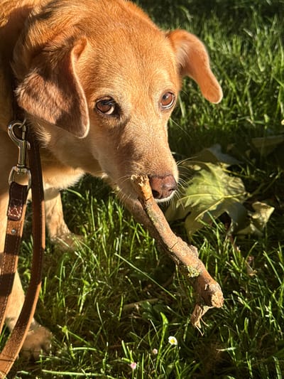 A low-angle, outdoor shot shows a tan dog lying on a patch of green grass, holding a twig in its mouth. The dog has short tan fur, brown eyes, and floppy ears. The twig appears to be broken off a tree branch. A brown leather leash is visible near the bottom of the frame. A few leaves are visible in the background. The exact location in Gijón, Spain is not identifiable from the visual details.