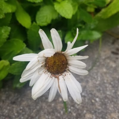 A close-up, overhead shot of a wilting white daisy with a brown center is featured against a blurred background of green leaves and grey concrete. The daisy's petals are slightly curled and droopy, with some brown spots and small, dark specks scattered across them. A thin, brown dried stem or leaf fragment is visible on the center of the flower. The background is out of focus, with vibrant green foliage occupying the upper portion of the image and textured grey concrete filling the lower portion. The lighting suggests it might be daytime, possibly overcast or with diffused sunlight. The location is not specified beyond the city and country.