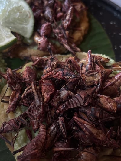 A close-up, high-angle image depicts a prepared food dish in San Sebastián Xolalpa, Mexico. The central subject is a dense mound of numerous reddish-brown, cooked chapulines (grasshoppers) resting on a light green, creamy substance consistent with guacamole. This combination sits atop a beige, circular tortilla or tostada. A second, out-of-focus similar food item is visible in the background. A wedge of lime or lemon, showing its green rind and lighter pulp, is positioned in the upper-left. The food is presented on a dark green leaf, likely a banana leaf, which is placed within a dark-rimmed plate or bowl, partially visible on the right. No individuals, explicit actions, or direct interactions are depicted.
