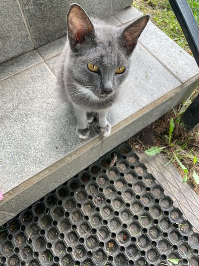 A gray cat with yellow eyes sits on a tiled step outdoors. The cat is facing the camera and is positioned on the upper part of the frame. The step is light gray with visible grout lines. To the right of the step, there is green grass and some dry leaves. In the foreground, a black mat with a honeycomb pattern is visible. The overall environment suggests a residential outdoor area. No specific location in Верхнее Казачье, Russia, can be determined from the image alone.