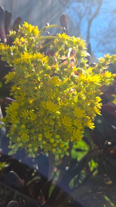 A close-up photograph taken in Lompoc, United States, depicts a prominent cluster of numerous small, bright yellow, star-shaped flowers and buds belonging to a succulent plant, likely an *Aeonium* species. The individual flowers feature multiple small petals. Surrounding the base of the yellow inflorescence, dark, fleshy leaves, appearing deep purple or bronze in color, are visible. Strong, direct sunlight from the upper left illuminates the flowers, creating bright highlights. The background is significantly out of focus, showing a clear, light blue sky with indistinct, blurred dark shapes, possibly distant trees or structures. The scene is static, capturing a botanical subject outdoors under daylight conditions, with no individuals, animals, or active interactions present.