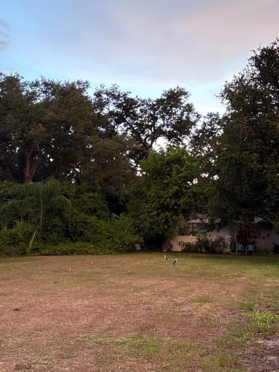 A wide, slightly downward-angled shot shows a residential backyard with dry grass in the foreground and dense green foliage and trees in the background. The sky above is a pale blue with streaks of pinkish-gray clouds. Three birds are visible on the lawn: one closer to the left, and two further to the right and slightly closer to the trees. In the middle-ground, behind the lawn, is a white fence and the back of a house. Two blue chairs are placed on the lawn near the fence. The scene is located in South Venice, Florida, United States of America.