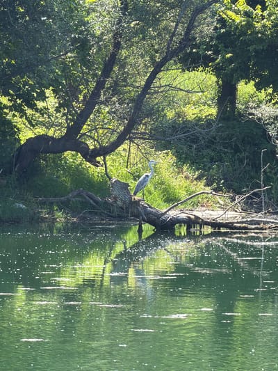 The image depicts a serene natural scene by a body of water, likely a lake or river, with reflections on the surface. In the foreground, a grey heron is perched on a fallen tree trunk that extends into the water. The heron is facing left, with its long neck curved. The tree trunk is textured and weathered, with exposed roots visible. Behind the heron, dense green foliage forms a backdrop, with sunlight filtering through the leaves, creating dappled light. The water is a vibrant green, reflecting the surrounding trees and sky, with shimmering highlights indicating a gentle ripple. The scene suggests a peaceful, natural environment, possibly a wetland or a wooded area near water. The lighting indicates it is daytime, likely morning or afternoon, with bright sunlight. There is no visible text in the image.