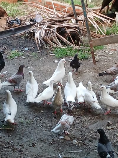 The image depicts a flock of pigeons gathered on a dirt and gravel ground. The pigeons are of various colors, including white, grey, and brown, with some having distinct markings. The environment appears to be an outdoor area, possibly a backyard or a neglected space within the city of Geudonggeudong, Indonesia. In the background, there are dry palm fronds and some brick structures, suggesting a rustic or somewhat unkempt setting. A metallic pole is also visible, part of some sort of structure. The pigeons are standing and some are pecking at the ground, presumably foraging. There are no people visible in the image, and the focus is solely on the birds and their immediate surroundings. The lighting suggests it is daytime, possibly late afternoon due to the warm tones in some areas. The overall scene is one of common urban wildlife in a typical Indonesian setting.
