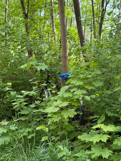 A bicycle, partially obscured by foliage, leans against a tree trunk in a wooded area. The environment is densely vegetated, with a mix of trees and undergrowth. The specific location in Tokkari, Russia is indiscernible.