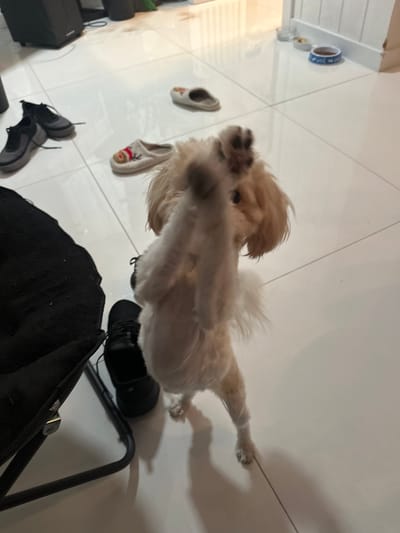 This image depicts an indoor scene within a residence in Fort Lauderdale, United States. The primary subject is a small, light-colored canine, possibly a Maltese or similar breed, standing upright on its hind legs with its front paws raised in the air, directed towards the viewer. The dog has light brown fur on its ears and a generally light, possibly off-white, coat elsewhere.
The floor consists of large, reflective white tiles. Scattered across the floor are multiple footwear items: two pairs of dark-colored sneakers or athletic shoes are positioned to the left and left-midground, and two light-colored slippers are in the midground and background. One slipper has a festive red and gold embellishment.
In the immediate foreground to the left, a portion of a black, fabric-covered chair or seating element with a dark metal frame is visible. Towards the rear of the room, near a white wall or doorframe, several pet bowls are present, one blue containing kibble, and at least two other white/silver bowls, indicating a feeding area. In the far background, indistinct dark objects, possibly electronic equipment, are partially visible. No human individuals are visible in the frame.