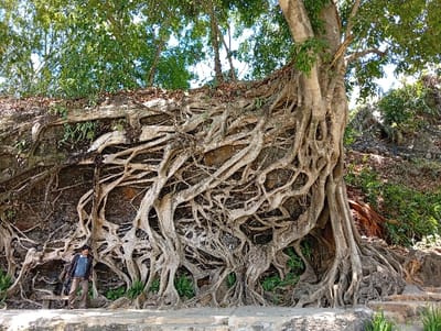 In Đức Lập, Vietnam, a large tree with an extensive network of light-colored, gnarled roots completely covers a dark, weathered stone wall. The roots, varying in thickness, intertwine and spread both horizontally and vertically across the wall's entire visible surface. One adult male individual is positioned in the lower-left quadrant of the image, standing on a light-colored, paved ground surface at the base of the root-covered wall. He is wearing a dark blue long-sleeved top, light brown trousers, and dark shoes, with a dark shoulder bag slung over his left shoulder. He faces slightly towards the right, his hands positioned near his waist. Patches of green vegetation, including ferns, are visible growing on the wall and within the root system. The upper portion of the scene reveals dense green tree canopies against a bright sky. The ground beyond the wall on the right ascends into a tree-covered slope.