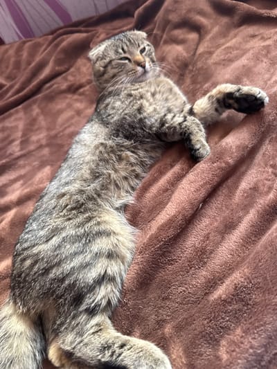 A tabby cat is lying on a brown blanket on what appears to be a bed. The cat is in a relaxed pose, with its body stretched out and one paw extended. The cat's fur is a mix of brown, gray, and black stripes. The blanket is soft and textured, with visible folds and wrinkles. The background is blurred, but it appears to be a room with a pink striped curtain visible. The image was taken from a high angle, looking down at the cat. There is no information about the location in the city of Heniivka, Ukraine within the image itself.