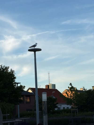 A single seagull stands perched atop a circular platform on a tall, gray lamp post. The seagull is facing to the right. The sky above is a pale blue with thin, wispy white clouds. In the background, several houses with red tiled roofs are visible, interspersed with green trees. A tall, modern building and a lattice tower are also in the distance. The foreground is darker and shows more trees and some fencing. The scene appears to be in an outdoor urban setting, possibly a park or public area. The image has a bright, natural lighting, suggesting it was taken during the daytime.