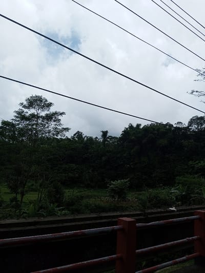 The image captures an outdoor natural landscape in Serpang Shalli, Bhutan, viewed under an overcast, cloudy sky. Several dark, taut utility lines traverse the upper portion of the frame diagonally from top-left to top-right. In the immediate foreground, a reddish-orange railing with multiple horizontal bars is visible, suggesting a bridge or roadside barrier. Behind this railing, a dark concrete or stone ledge runs horizontally across the lower midground. Beyond the ledge, the scene opens to a lush, dense green environment. On the left, a prominent tree with a full, dark green canopy stands against a background of varied vegetation, including what appears to be a lighter green field or cultivated area further back. Towards the center-right midground, a body of water is visible, featuring floating aquatic vegetation. The background is dominated by a dense, dark green forest or hillside, with numerous trees extending upwards to meet the cloudy sky. No individuals, animals, or overt human activity are depicted in the scene.