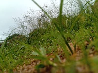 The image presents a low-angle, close-up view of wild grass and sparse vegetation, likely in a natural or uncultivated area within Barakin Angundi, Nigeria. The foreground is dominated by lush green grass blades, some in sharp focus while others are blurred, creating a sense of depth and texture. Small pebbles and soil are visible beneath the grass. In the mid-ground, taller stalks of grass with seed heads are present, interspersed with more green foliage. The background is a soft, out-of-focus blur of more vegetation and a muted, overcast sky. There are no people or man-made structures visible, suggesting a natural or semi-natural environment. The lighting is diffused, consistent with an overcast day.