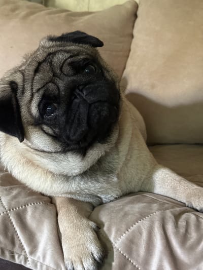 A fawn-colored pug lies on a beige quilted surface, with its head turned towards the viewer. The pug has black markings around its eyes and muzzle, and its ears are folded. The background consists of blurred beige cushions. The image does not contain any identifiable information about the city of Kildinstroy, Russia.