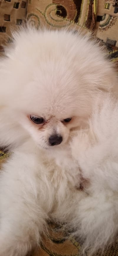 A close-up, vertical, eye-level shot shows a fluffy white Pomeranian dog resting on a patterned surface. The dog's head is tilted downwards, with its eyes partially closed and its nose visible. Its white fur dominates the frame, creating a soft, voluminous appearance. The background appears to be a couch with a warm-toned, intricate pattern. The scene does not provide specific details to determine its location within Blizhnee, Ukraine, or any contextual information about the environment beyond the immediate foreground.
