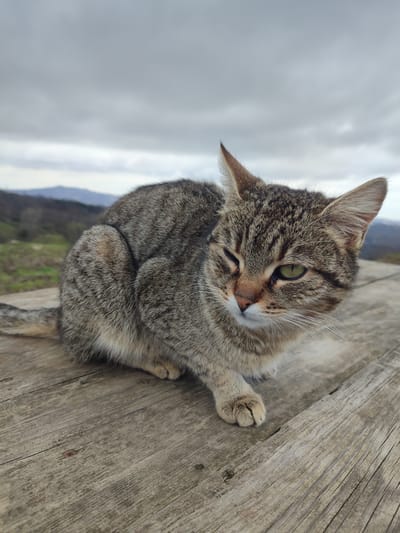 A domestic tabby cat is observed sitting on a weathered, light-grey wooden surface with prominent grain, located outdoors in Bestuzhevskoye, Russia. The cat possesses mottled grey-brown fur with dark stripes, a white muzzle and chin, and long white whiskers. Its left eye is partially closed or squinted, while its right eye, with a distinct green iris, is open and directed towards the left side of the frame. The cat's body is slightly turned to the left. In the background, under an overcast sky dominated by grey clouds, a blurred landscape of rolling hills or mountains is visible, sparsely covered with green and brown vegetation. No other subjects or objects are present, and no overt actions or interactions are occurring beyond the cat's resting posture.