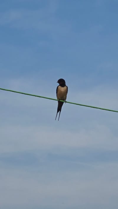A Barn Swallow (Hirundo rustica) is perched on a horizontal, bright green line against a clear blue sky in Devnya, Bulgaria. The bird is positioned slightly left of the image's vertical center, facing left with its head turned slightly downwards. It exhibits dark upperparts, a pale tan abdomen, and a long, deeply forked tail with extended streamers. The background consists of a predominantly clear, bright blue sky with subtle, wispy white cloud formations. No people or other subjects are present in the scene.