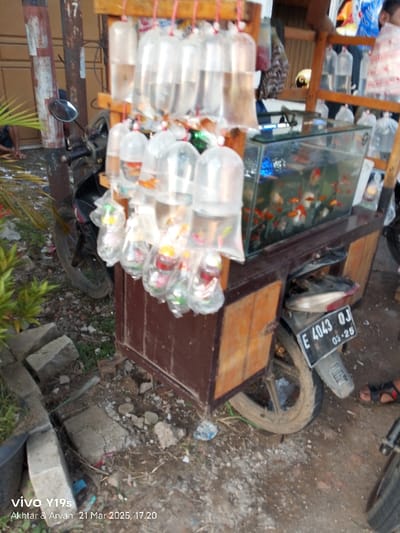The image shows a street vendor's cart selling goldfish in plastic bags in Kecamatan Kroya, Indonesia, at coordinates -6.422, 107.996. The cart is made of wood and metal and has a motorcycle attached to it. The cart is parked on a dirt road. There are numerous plastic bags filled with goldfish hanging from the cart. A larger, rectangular fish tank on the cart displays additional goldfish. The cart is surrounded by cracked pavement and dirt. The motorcycle has a license plate that reads "E 4043 OJ 03-25." The vendor is not visible in the image.