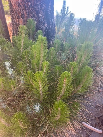 The image depicts a close-up view of pine saplings and dry pine needles in La Orotava, Spain. The foreground is dominated by vibrant green pine saplings with sharp, pointed needles. Interspersed among the saplings are dry, brown pine needles, some of which appear to be shed from larger trees. In the background, the rough bark of a large tree is visible, partially obscured by the younger pines. The lighting suggests it is daytime, with a soft glow illuminating the scene. The environment appears to be a natural outdoor setting, possibly a forest floor or the edge of a wooded area.