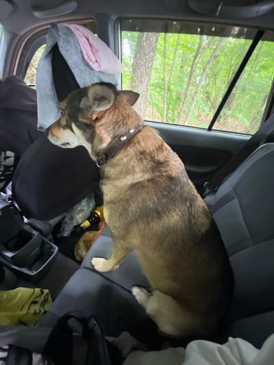 A medium-sized dog with tan and black fur sits on the back seat of a car. The dog is wearing a brown collar with silver studs. The car interior is cluttered with bags and other items. Through the car window, a wooded area with green trees is visible. The scene appears to be in a rural area outside of Вяззеўскі сельскі Савет, Belarus.