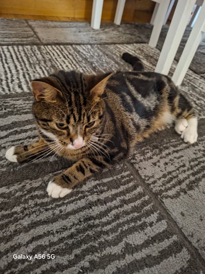 A tabby cat is lying on a grey carpet with a striped pattern. The cat is facing the camera and has white paws. A white chair is visible in the upper left corner of the image. The scene appears to be indoors, possibly in a home. The lighting suggests it could be daytime. The cat's eyes are open, and it appears relaxed. The image contains the text "Galaxy A56 5G" in the bottom right corner.