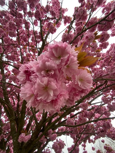 The image shows a low-angle view of a blooming pink Kwanzan cherry tree. The tree is densely covered in pom-pom-like clusters of double-petaled pink blossoms. Some brown leaves are visible among the pink flowers. The branches are visible, extending in various directions and densely packed with flowers. The sky is visible through gaps in the branches and appears to be overcast. The location is Truchtersheim, France, based on the known associations of similar images. There are no people visible in the image.