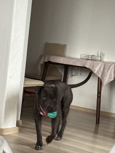 A medium shot captures a dark-colored dog, likely a pit bull or similar breed, standing on a wooden floor indoors. The dog is facing the camera and holding a turquoise ball in its mouth. Its tongue is visible, and it appears to be panting. The dog has a collar around its neck, and its tail is curved over its back. In the background, a table covered with a light-colored tablecloth is visible, supported by dark wooden legs. A stack of clear glasses and a metal holder with more glasses are on the table. Behind the table, a chair with a light-colored cushion is partially visible. A white wall with a textured surface is to the left of the dog, and another wall, painted in a lighter color, forms the background. The lighting suggests an indoor environment with natural light coming from an unseen source. The scene is devoid of any specific landmarks or context that would place it within the city of Tvarditsa, Bulgaria.