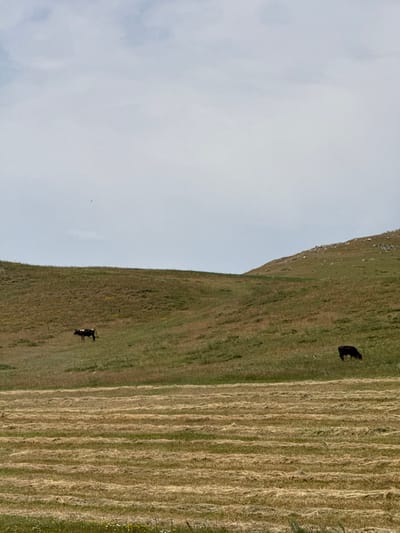 The scene depicts a rural landscape in Gegharot, Armenia, under an overcast sky. The foreground shows a field of recently mown hay, laid out in distinct horizontal rows. Behind this, a sloping hill covered in green and dry brown grass extends across the midground. Two bovine subjects are present on this hill: a black and white cow stands on the left, facing right, and a dark brown cow is positioned on the right, with its head lowered, appearing to graze. The background features additional hilly terrain, with some exposed rock formations visible near the crest of the hill on the right. The sky, occupying the upper half of the image, is uniformly light grey and cloudy. A small, dark, airborne object is discernible in the upper left quadrant of the sky. No human subjects are visible.