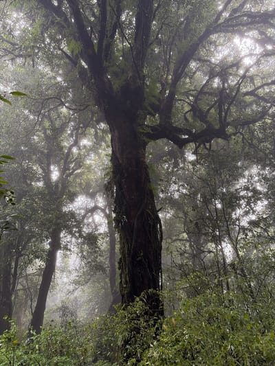 A misty, overcast day in a dense forest is captured in this image. The foreground features lush green foliage, with a large, gnarled tree trunk dominating the center. Its bark is textured and covered in moss and vines. In the background, sunlight filters through the fog and canopy, creating a diffused, ethereal light. Other trees and branches are visible, their forms softened by the mist, contributing to a sense of depth and mystery. The scene is devoid of any people or signs of human activity, presenting a natural, untouched environment. This appears to be a scene from the Doi Inthanon National Park area near Ban Luang, Thailand, known for its montane forests and frequent cloud cover.