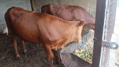 Two brown cows are standing inside a barn in Onaldy, Turkmenistan. The cow in the foreground is facing away from the camera, and the cow in the background is partially obscured by the foreground cow. The cows are standing on a dirt floor, and there is a trough filled with food in front of them. A white chicken is visible in the background on the left side of the image. The barn appears to be made of concrete blocks, and there is a metal fence on the right side of the image. The lighting suggests it is daytime.