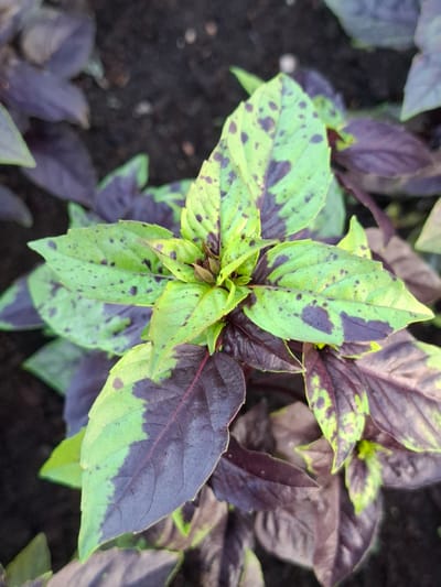 A close-up, overhead shot captures a dark purple and green basil plant growing in dark soil. The plant's leaves exhibit a marbled pattern of both colors, with some leaves being predominantly green with dark purple splotches, while others are mostly dark purple with hints of green. The soil is dark and appears to have a slightly loose texture. The lighting suggests it might be daytime. There are no people or other objects visible in the frame. The scene appears to be in an outdoor garden or a planter.