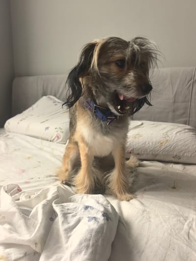 A medium-shot, eye-level photograph shows a scruffy, medium-sized dog with tan and dark brown fur sitting on a bed. The dog is facing to the right of the frame, with its mouth open and tongue visible. It is wearing a blue collar with a silver buckle. The bed is covered with white sheets that have a faint floral pattern. Behind the dog, there are two pillows, one covered with a pillowcase that has a similar floral pattern. The wall behind the bed is a light gray color. The lighting in the room appears to be dim, likely artificial. The image does not provide any information about the specific location within Zima Juzhnaja, Russia.