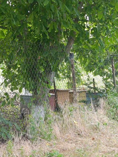 The image depicts a natural scene behind a chain-link fence, under the shade of a leafy tree. The fence runs horizontally across the foreground, with dry, tall grass and some green foliage growing around its base.
Behind the fence, the trunk of a tree is visible, its lower part painted white. To the right of the tree, several beehives are arranged in a row. Some of these appear to be wooden, with muted colors like yellow and reddish-brown. The beehives are partially obscured by the fence and the tree's foliage.
The tree's branches and numerous green leaves create a canopy overhead, filtering the sunlight and casting dappled shadows. Beyond the beehives, more greenery and trees are visible, suggesting a rural or natural setting. The overall impression is one of a somewhat unkempt garden or backyard, possibly a apiary, in a rural location. The lighting suggests it is daytime, with no specific indications of time or weather conditions beyond the presence of sunlight filtering through leaves. There is no visible text in the image. Given the location context of Soroca, Moldova, the scene likely represents a rural dwelling or agricultural area in that region.