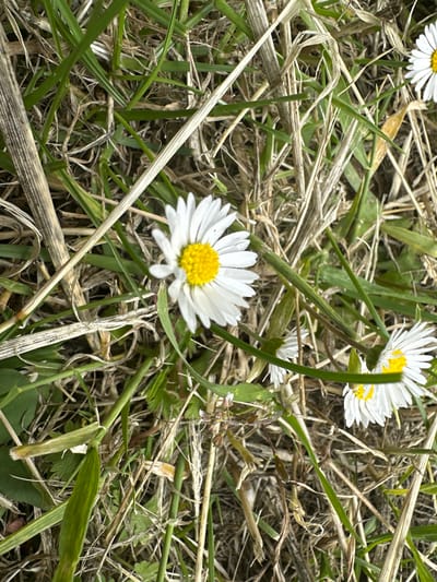 This image is a close-up shot of daisies growing in a grassy area. Several daisies are visible, with white petals and yellow centers. They are interspersed with green grass and dry, brown stalks. The lighting suggests it is daytime, and the focus is on the natural elements of the scene. No people or man-made structures are visible. The image is taken from a high angle looking down. There is no information available to determine the specific location within Tewkesbury, United Kingdom.
