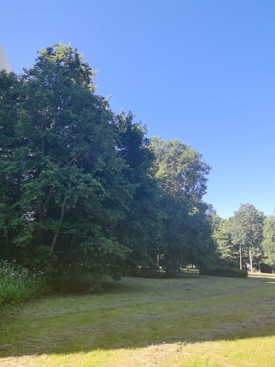 The image depicts a grassy area with several trees in the background under a clear blue sky. The grass in the foreground appears freshly cut, with some visible clippings. A dense line of trees with lush green foliage forms a backdrop, with a building partially visible on the far left edge. The scene is illuminated by bright sunlight, suggesting daytime. No people or animals are present. The context provided suggests this location is in Zelenogorsk, Russia.