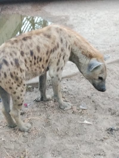 In Garun Gawa, Nigeria, a spotted hyena (Crocuta crocuta) stands on arid, light brown soil. The animal faces right with its head lowered, muzzle pointing towards the ground. Its fur is light brown, covered in irregular dark brown spots, with a slightly darker mane along its back. The muzzle is dark grey, and the prominent, upright ears are light grey. The ground is uneven, scattered with small debris, and a small red object is visible near the hyena's left hind leg. In the upper left background, a shallow puddle reflects indistinct vertical elements.