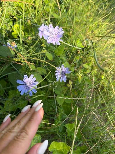 The image presents a close-up, outdoor view of wild flowers and dense green foliage, likely in Mont-roig del Camp, Spain. The primary subjects are several delicate purple-blue chicory flowers (Cichorium intybus) and a human hand.
Multiple chicory blossoms are scattered throughout the frame, characterized by their numerous ray florets and serrated tips. Two are clustered on the left, one is visible near the center, and another on the lower right is partially obscured by the hand. The flowers display a soft lavender or sky-blue hue.
A human hand is prominently featured on the right side, with fingers slightly splayed and positioned near the flowers. The nails are notably long, pointed, and painted in a solid, light color, appearing white or milky white. The hand seems to be interacting with the plants, possibly reaching towards or resting amongst them.
The setting is an abundant natural environment, filled with various green plants. Tall, thin blades of grass form a dense background and foreground, interspersed with broader leaves that appear to be from different species, including some resembling ivy and possibly blackberry brambles. The overall scene suggests a wild or uncultivated area.
The lighting indicates either early morning or late afternoon, as a warm, golden glow illuminates the scene, highlighting the textures of the plants and flowers. The atmosphere conveyed is peaceful and natural. There is no visible text in the image.
