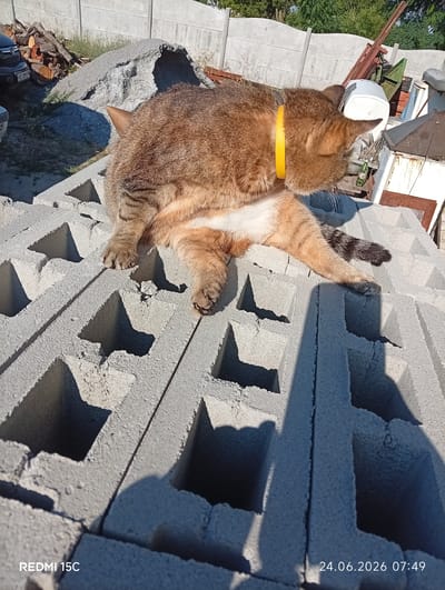 An orange tabby cat with white markings is resting on a stack of concrete blocks outdoors. The cat is wearing a bright yellow collar and appears to be grooming itself, with its head turned down towards its chest. Its paws are visible, resting on the textured surface of the blocks. The scene is brightly lit by the sun, suggesting it is daytime. In the background, there is a grey concrete fence, some cut logs, a pile of gravel, and various construction materials, including metal scaffolding and a white object that might be a bin or a piece of equipment. The overall setting suggests a construction site or a yard with building materials. The time stamp at the bottom right indicates "24.06.2026 07:49", implying it is early morning on that date. The text "REDMI 15C" is also visible in the bottom left corner, indicating the device used to capture the image. The environment appears to be a residential or industrial area in Mykolaivka, Ukraine.