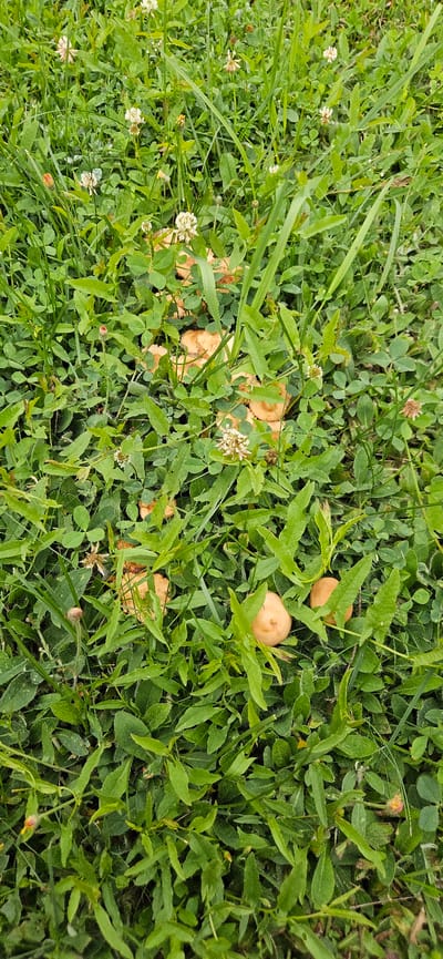 The image depicts a patch of green grass with several small, orange mushrooms growing amongst the foliage. White clover flowers are also visible throughout the scene. The mushrooms appear to be in clusters and scattered individually. The overall environment is natural and appears to be outdoors in a grassy area. There are no people or signs of human activity other than the potential presence of the mushrooms. The location in Рождествено, Russia, is noted but not visually represented in the image itself.