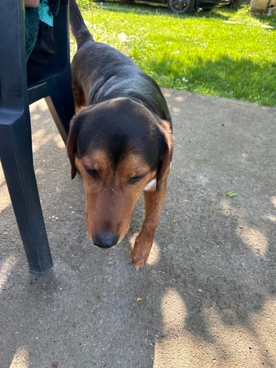 A medium-sized dog with brown and black fur rests its head on a black plastic chair outdoors. The dog's eyes are closed. The ground is a concrete slab with shadows cast across it. A patch of green grass and a blurred vehicle are visible in the background. The photo was taken during daylight hours.