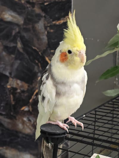 A cockatiel with a yellow crest, white body, and grey wing markings stands on a black perch. The bird has orange cheek patches. It is positioned in front of a dark, textured background that appears to be a wall with a marbled or rocky pattern. To the right of the bird is a black wire cage or shelf, and out-of-focus green leaves are visible in the upper right corner. The lighting suggests an indoor environment. There is no indication of the city of Nadym, Russia, or any people present in the image.