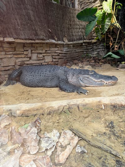The image shows a large, dark gray alligator lying on a sandy bank. The alligator is positioned vertically in the frame, with its head pointing upwards. Its scaly skin is textured and its mouth is slightly ajar, revealing sharp teeth. Its front right leg is extended, with its claws visible.

The alligator is situated next to a rocky, textured wall, which appears to be made of rough-hewn stones. To the left of the alligator, there is a textured surface that looks like woven material or thatch, and behind that, a section of stacked, rectangular stones. Further to the left, lush green leaves of a tropical plant are visible, with a dark, possibly water or soil, background. The ground around the alligator is a mixture of sand and what appears to be dried leaves and debris, with some larger, pale, dry leaves clustered at the bottom right of the image. The lighting suggests an indoor enclosure or a shaded outdoor area.

There is no visible text in the image. The scene appears to be a habitat display, possibly in a zoo or wildlife park, given the artificial-looking wall and substrate. The alligator's posture and closed eyes suggest it is resting or basking. The overall impression is one of a controlled environment designed to mimic a natural habitat for the reptile.