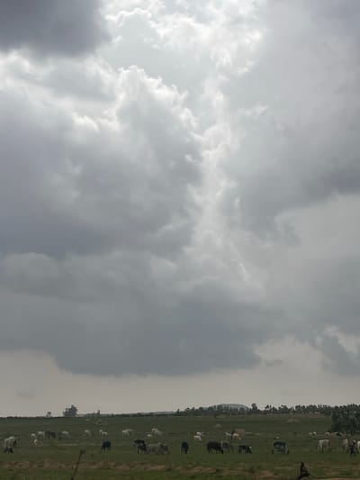 The image shows a landscape in Maiyanga, Nigeria, under a cloudy sky. A green field occupies a portion of the scene, populated by numerous cattle. The sky is predominantly gray with various cloud formations. Trees are visible at the edge of the field. No human presence is apparent. The atmosphere appears overcast.