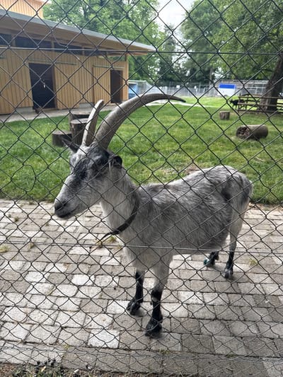 A gray goat with long, curved horns stands behind a wire fence in an outdoor enclosure. The goat is facing left, with its head slightly lowered. It has black markings around its eyes and on its legs. The enclosure has a grassy area and a paved path. In the background, there is a wooden structure that appears to be a shelter, and trees. The scene is likely at a zoo or animal park in Kreuzlingen, Switzerland.