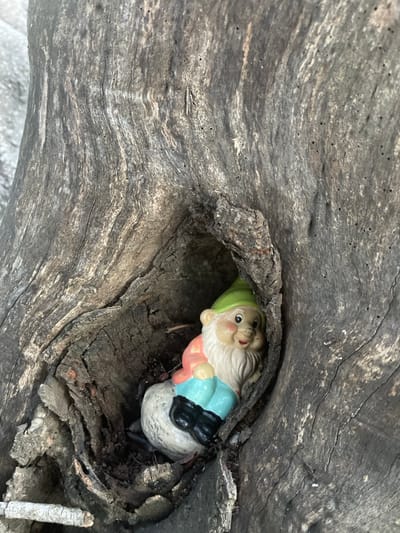 A garden gnome is nestled within a hollowed-out portion of a tree trunk. The gnome has a green hat, a white beard, a pink shirt, blue sleeves, and black shoes. The surrounding wood is gray and textured with cracks and ridges. The gnome appears to be peeking out from its hiding place.